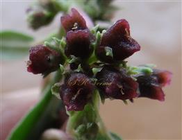  Capsules (Pyxidia) with persistent calyx